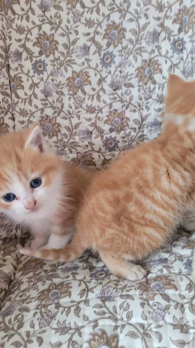 Ginger kittens - Image 4