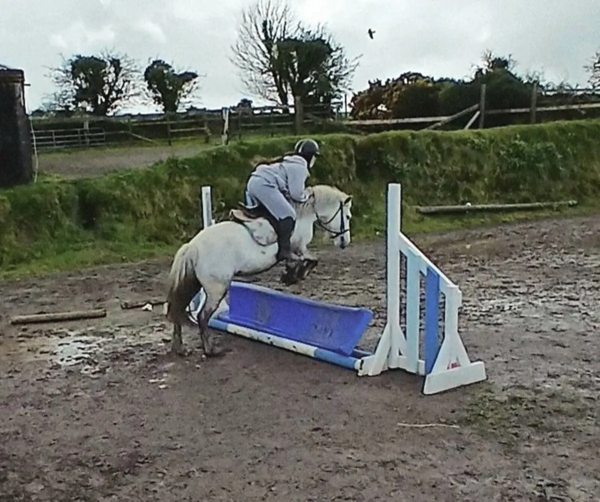 12.1hh 4yo grey gelding - Image 2