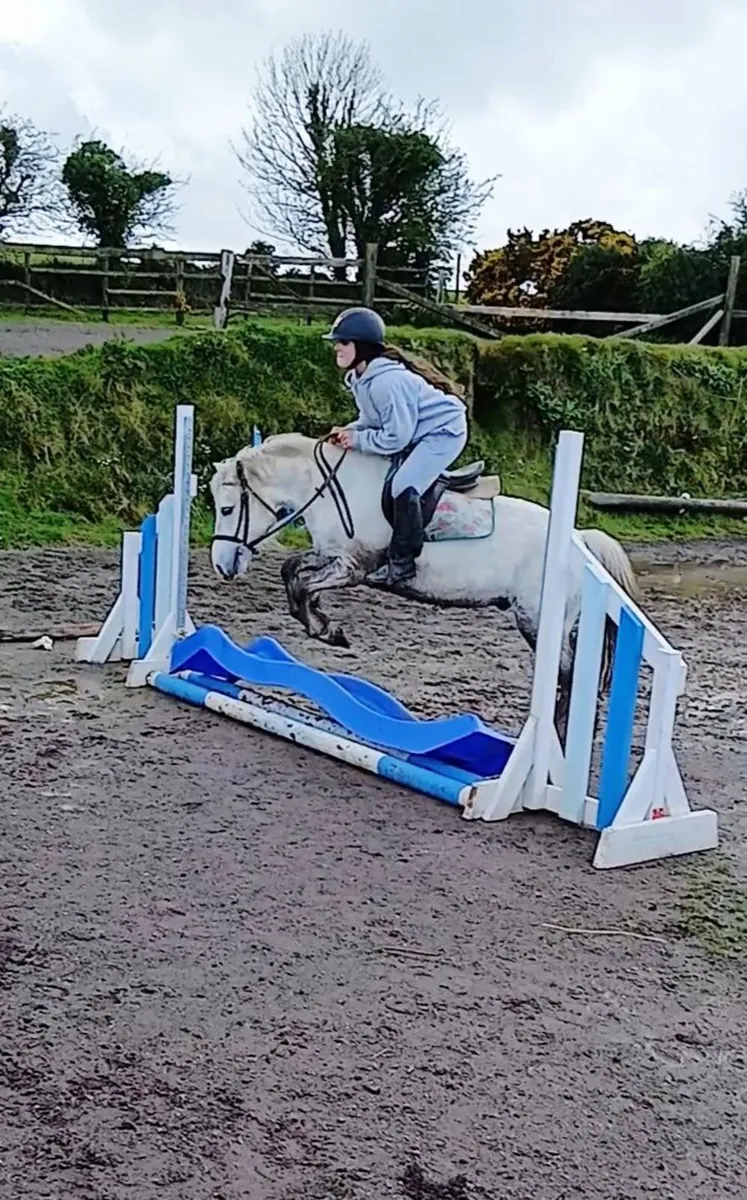 12.1hh 4yo grey gelding - Image 1