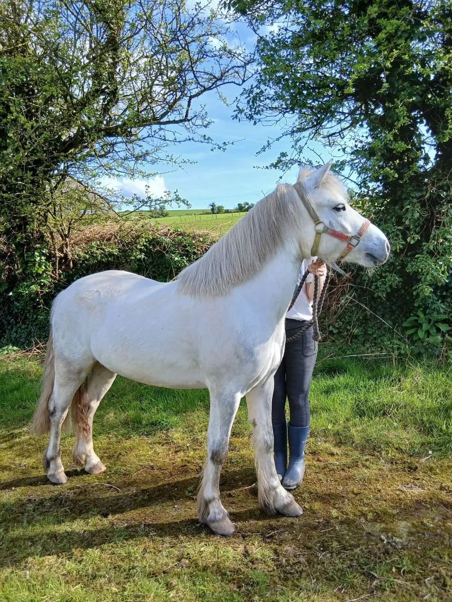 12.1hh 4yo grey gelding - Image 3