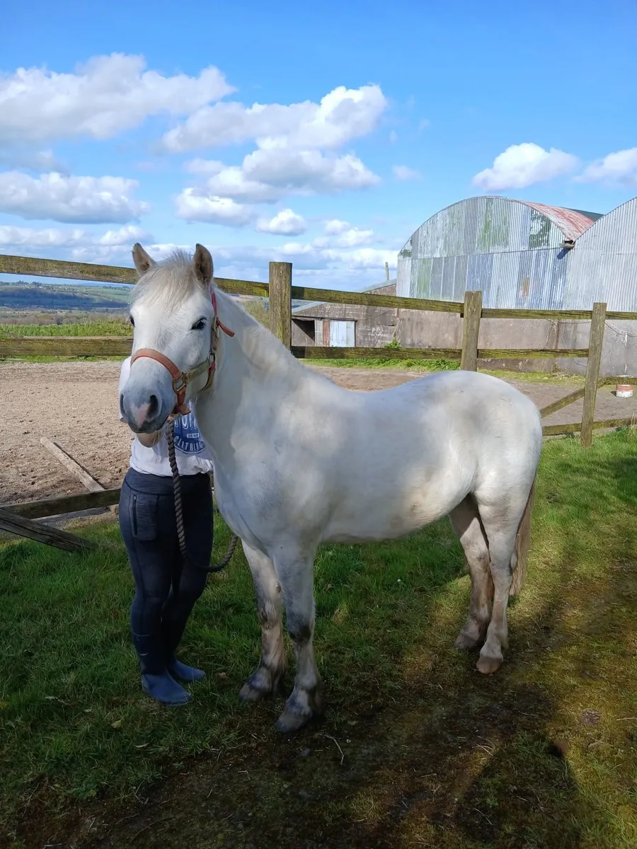 12.1hh 4yo grey gelding - Image 4
