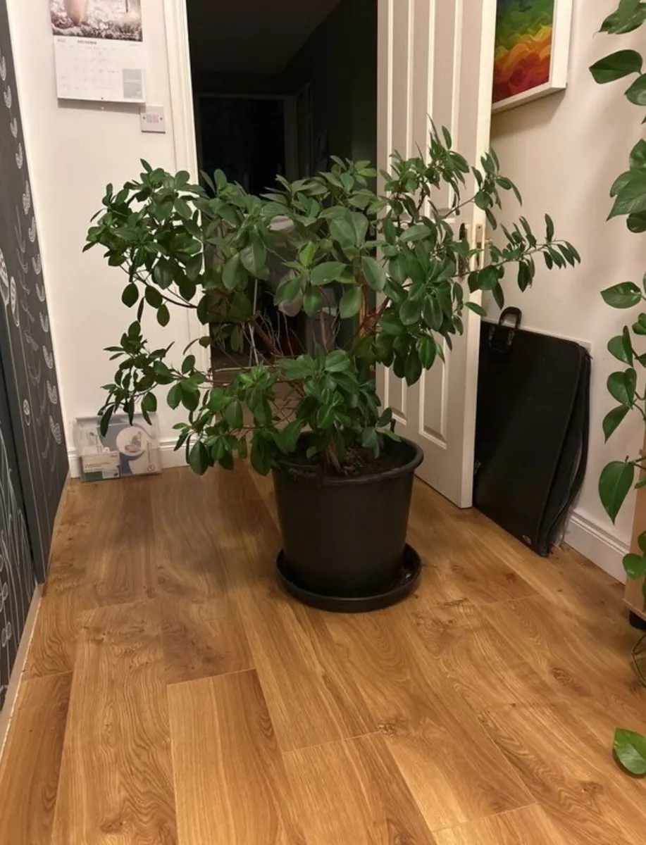 Mature ficus plant - Image 1
