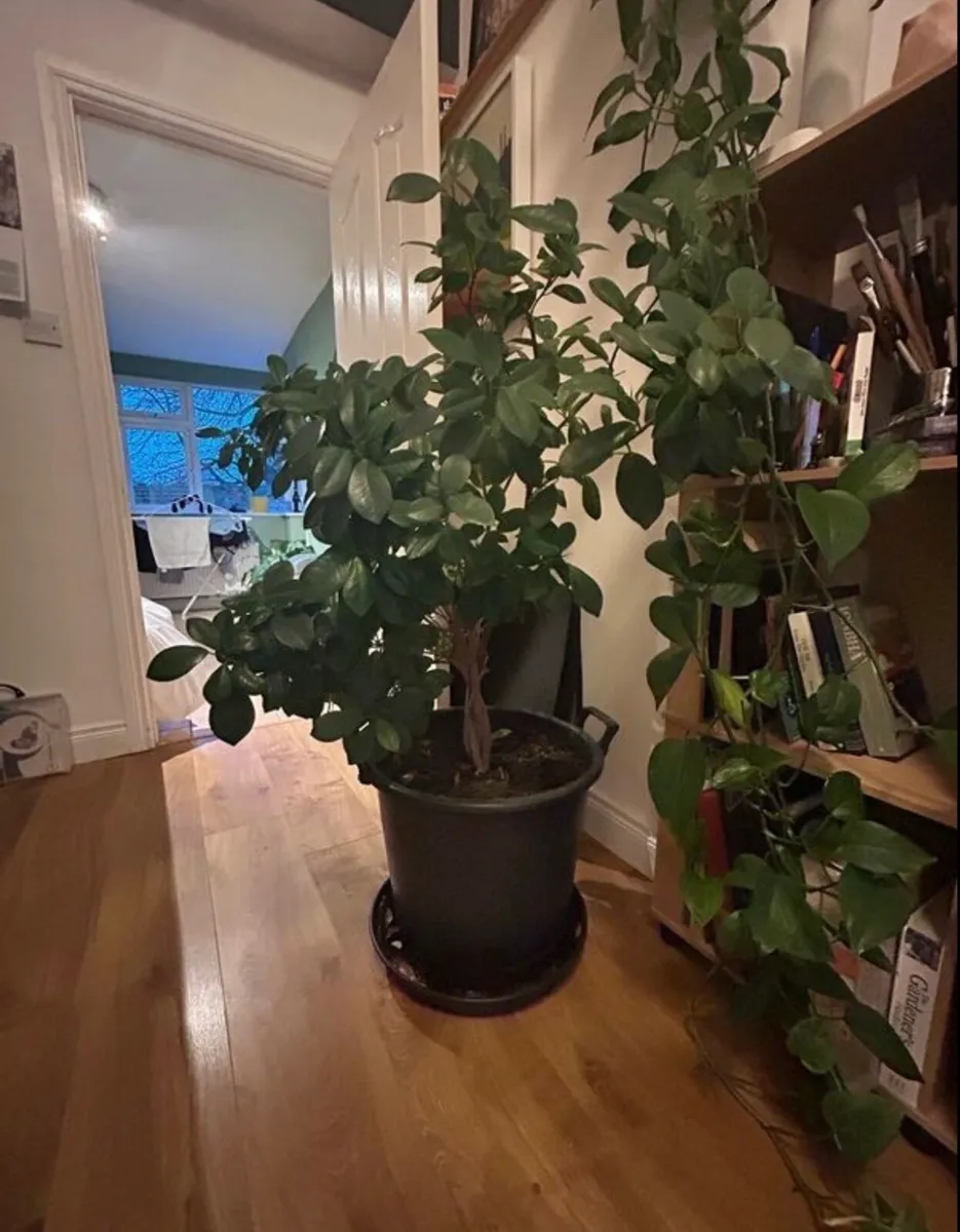 Mature ficus plant - Image 2