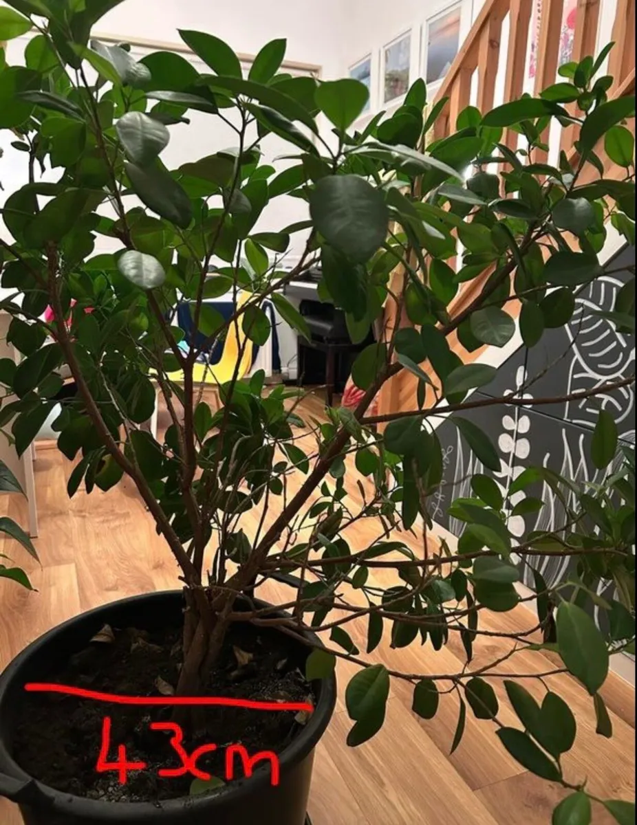 Mature ficus plant - Image 3