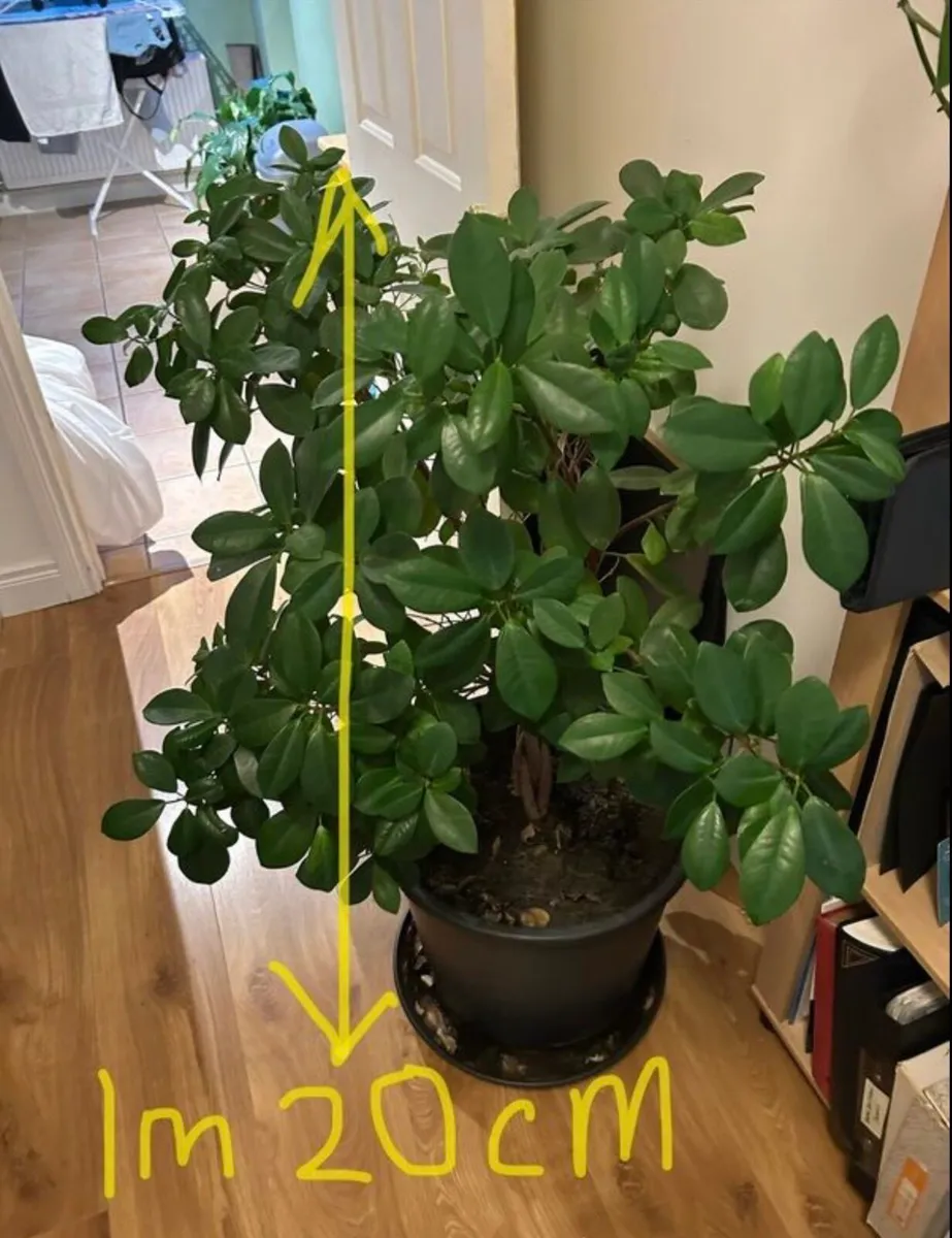 Mature ficus plant - Image 4
