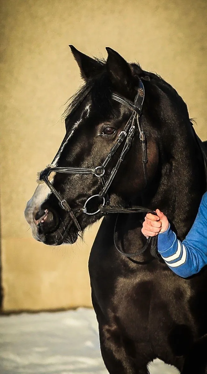 158 Stunning Small Hunter - Image 1