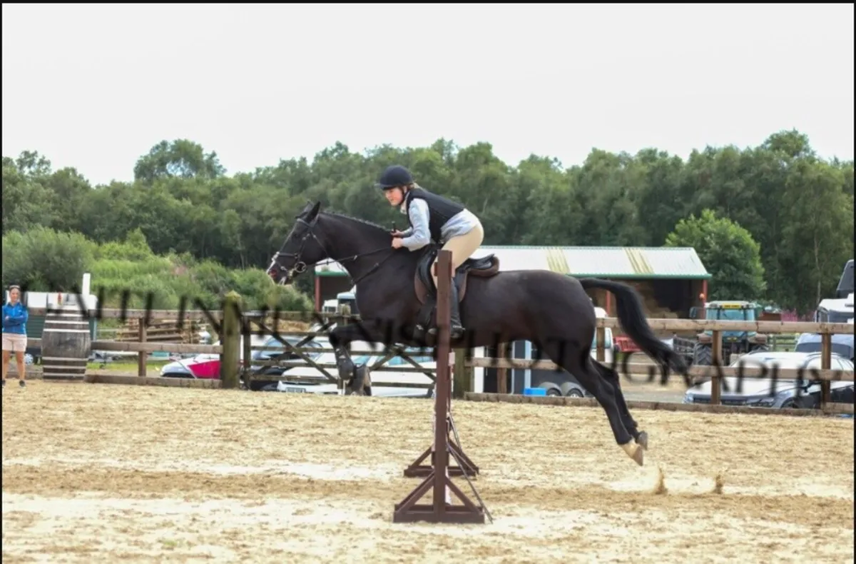 158 Stunning Small Hunter - Image 4