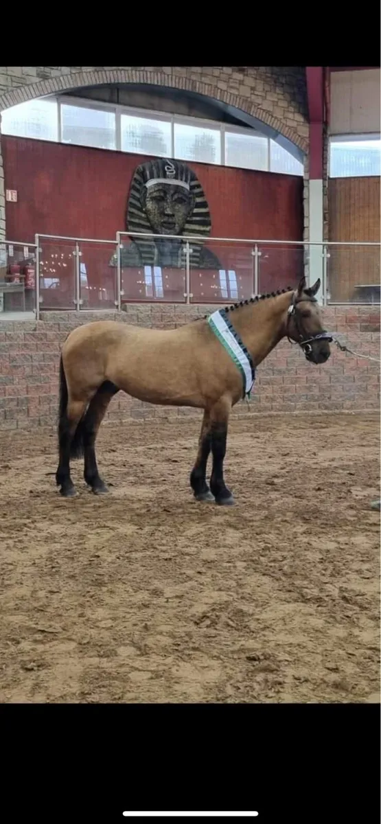 10 Registered Irish Draught Stallions @ Stud - Image 3