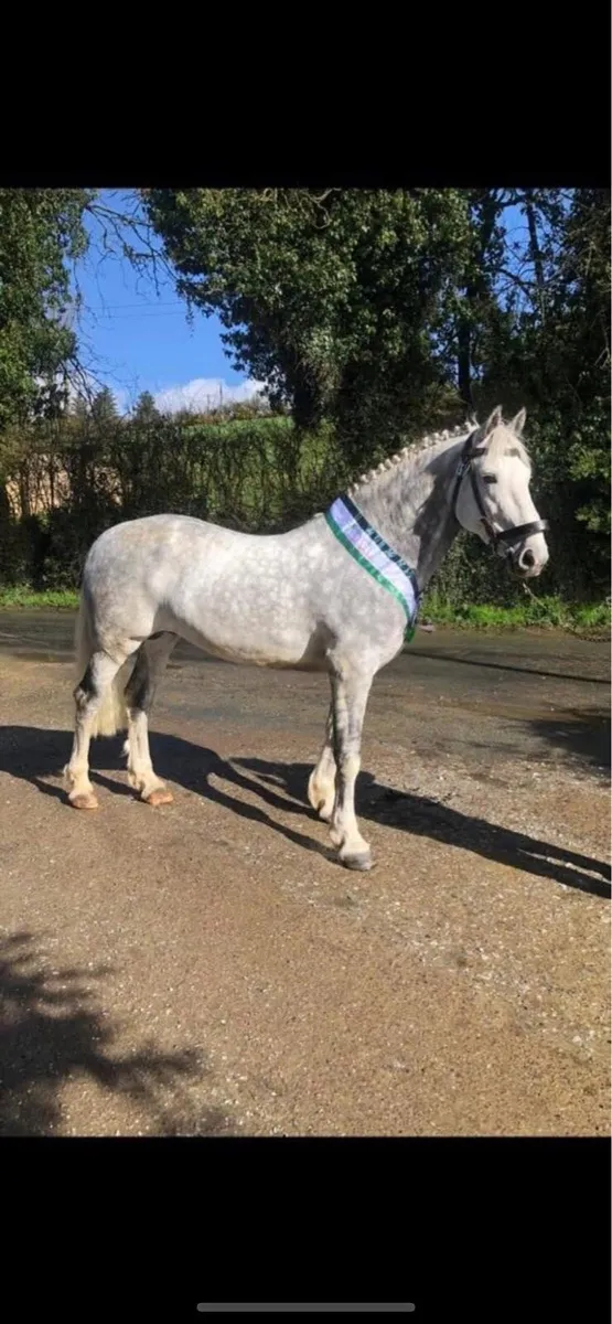 10 Registered Irish Draught Stallions @ Stud - Image 4