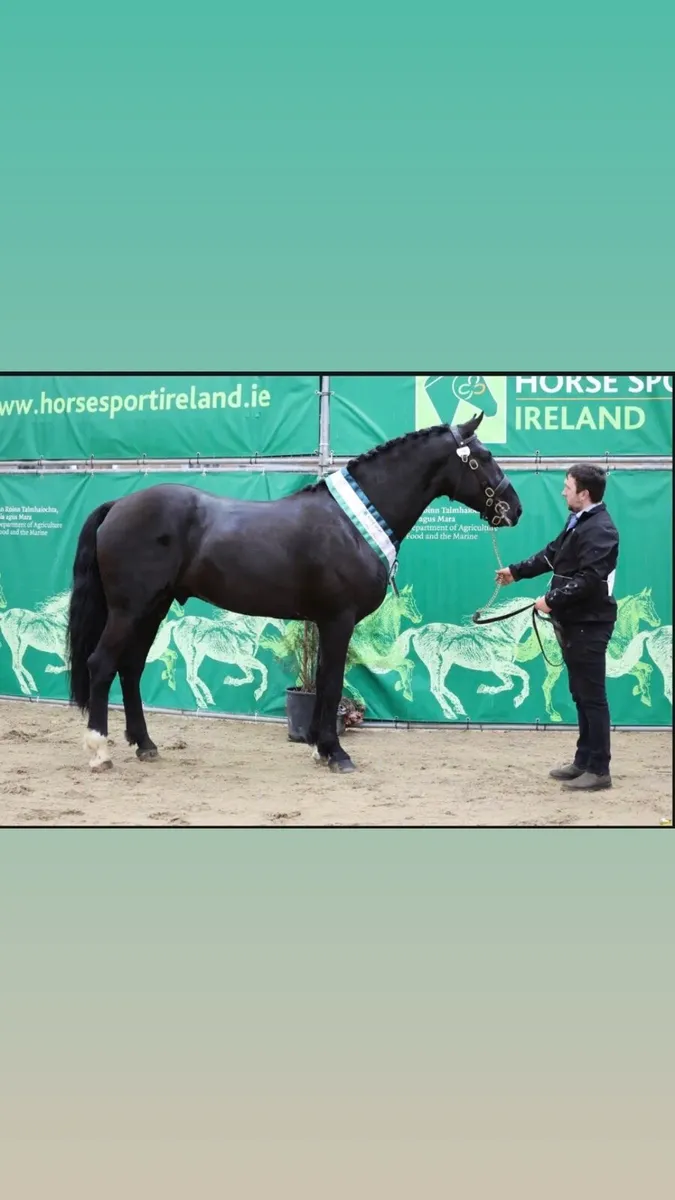 10 Registered Irish Draught Stallions @ Stud - Image 1