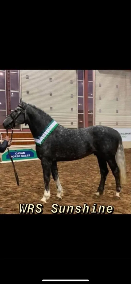 10 Registered Irish Draught Stallions @ Stud - Image 2