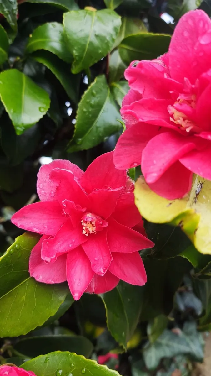 Dwarf Rhododendron 10 euro 6 for 50 euro - Image 3