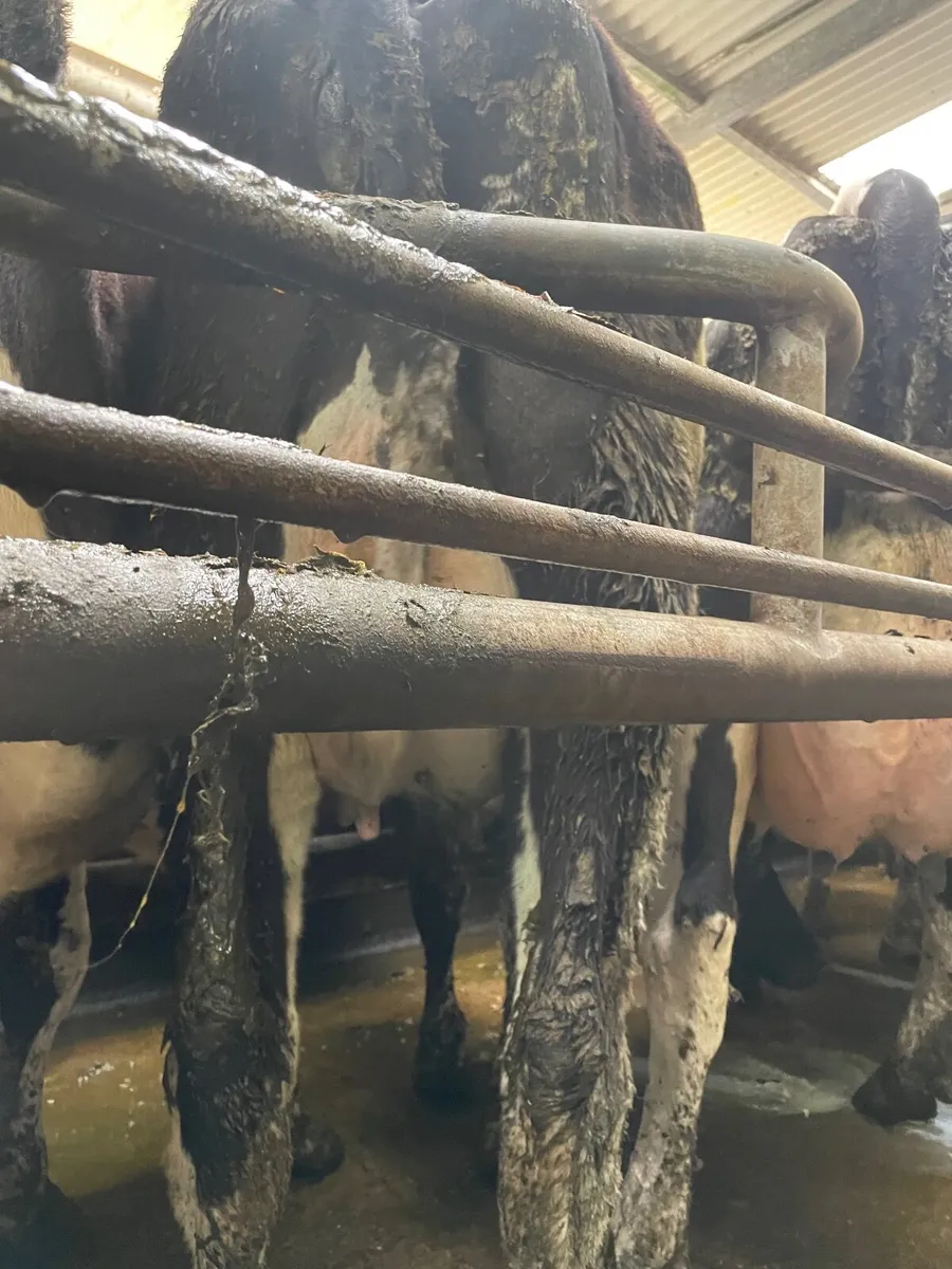 High EBI freshly Calved heifers - Image 4