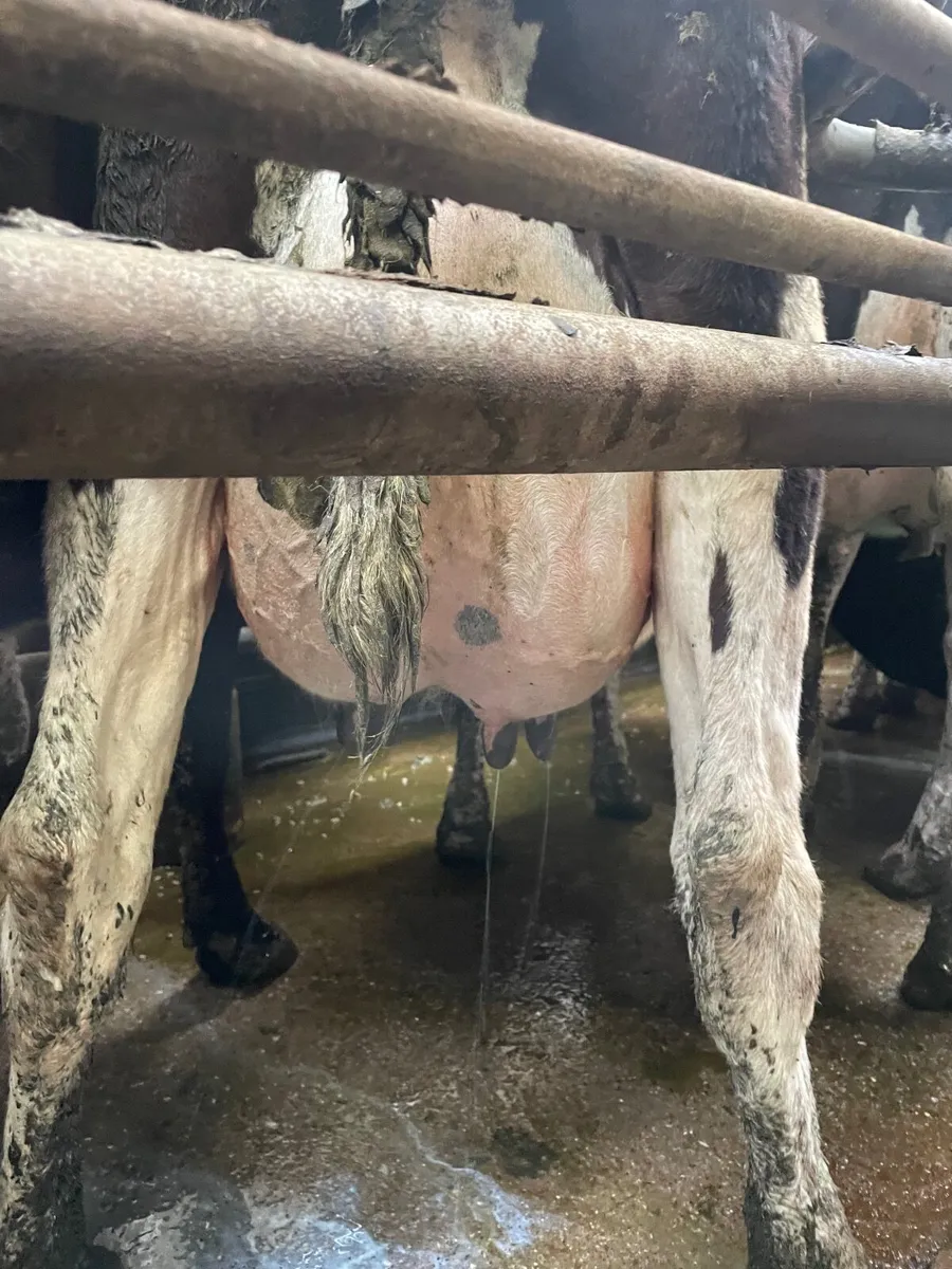 High EBI freshly Calved heifers - Image 3