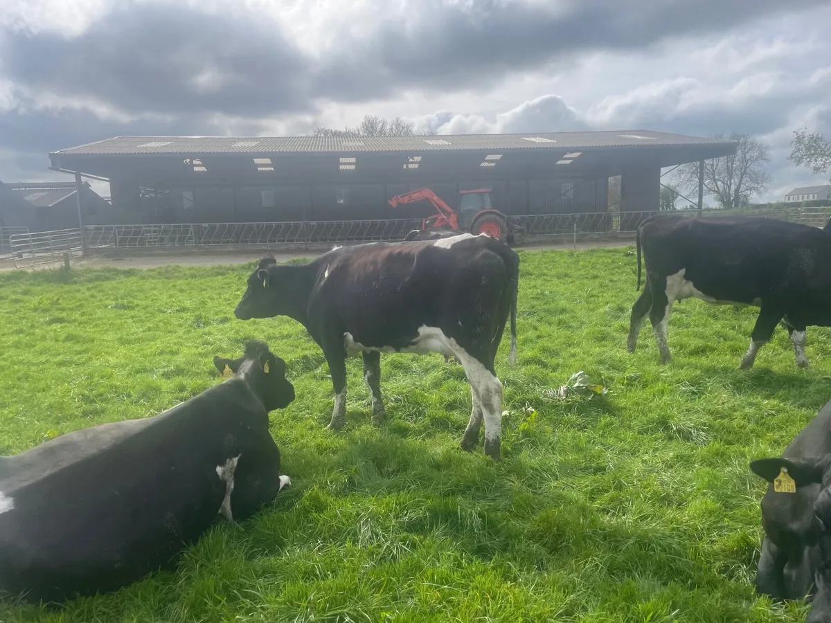 High EBI freshly Calved heifers - Image 1