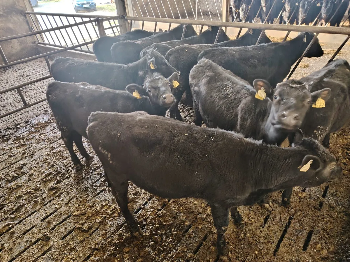 Black Aberdeen Angus - Image 1