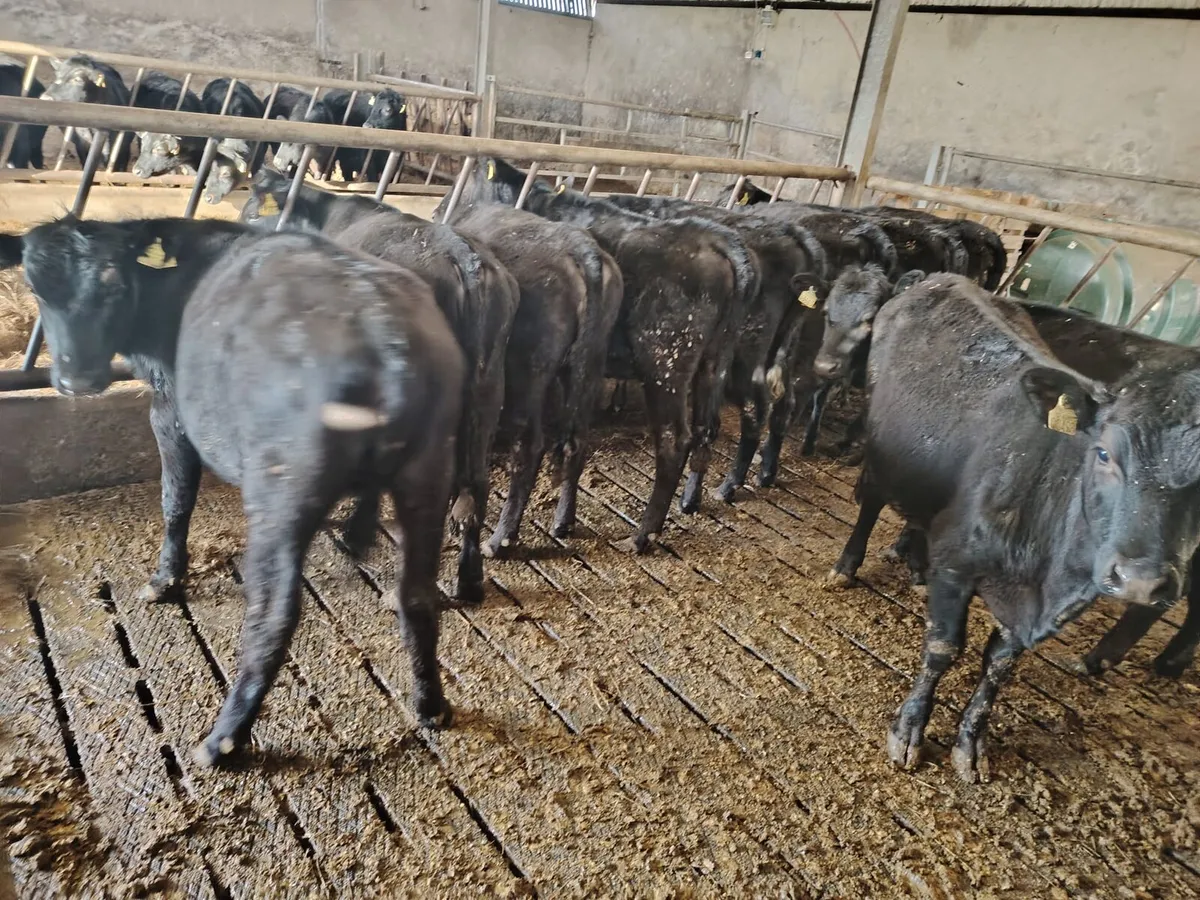 Black Aberdeen Angus - Image 2