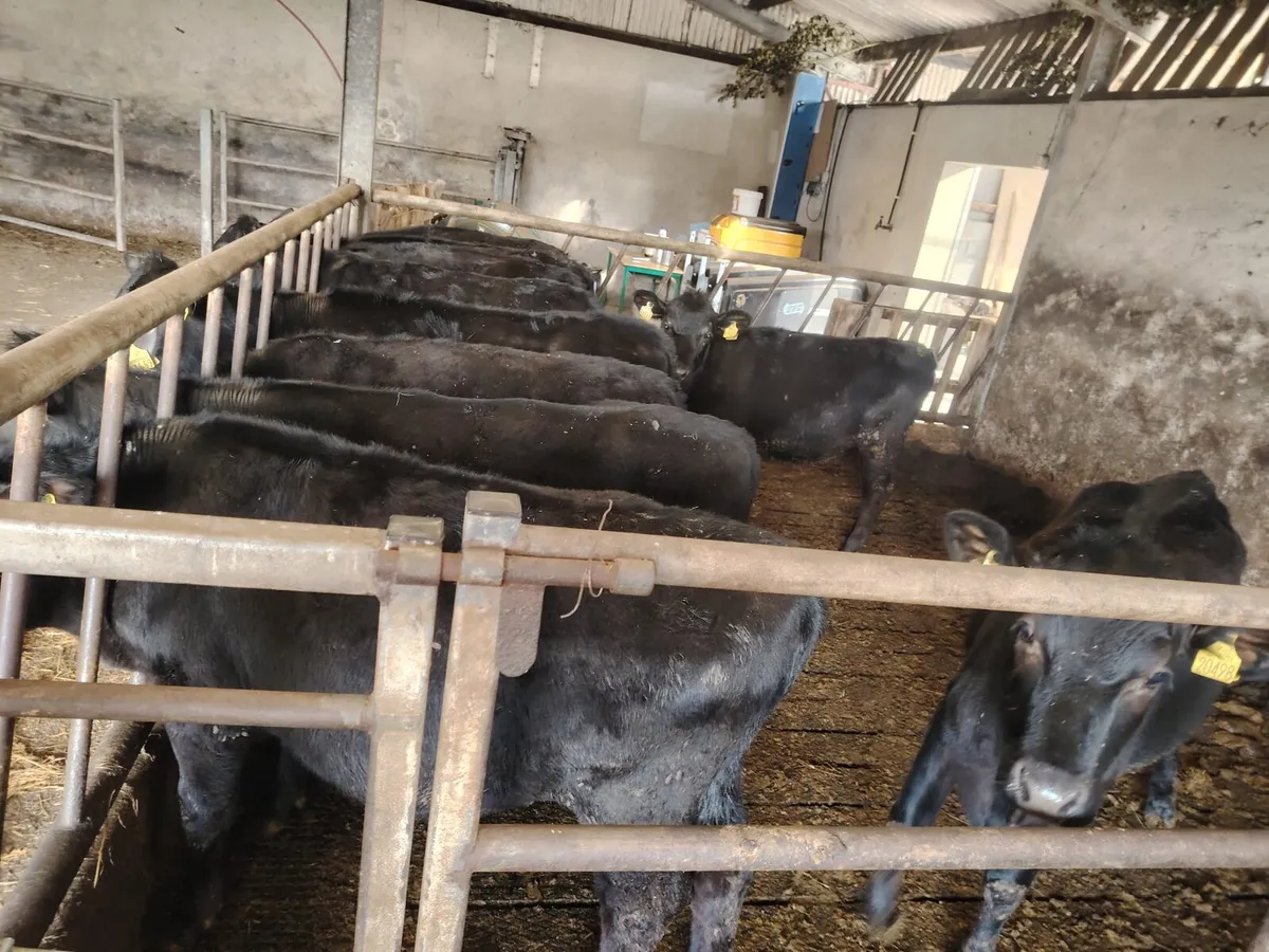 Black Aberdeen Angus - Image 3