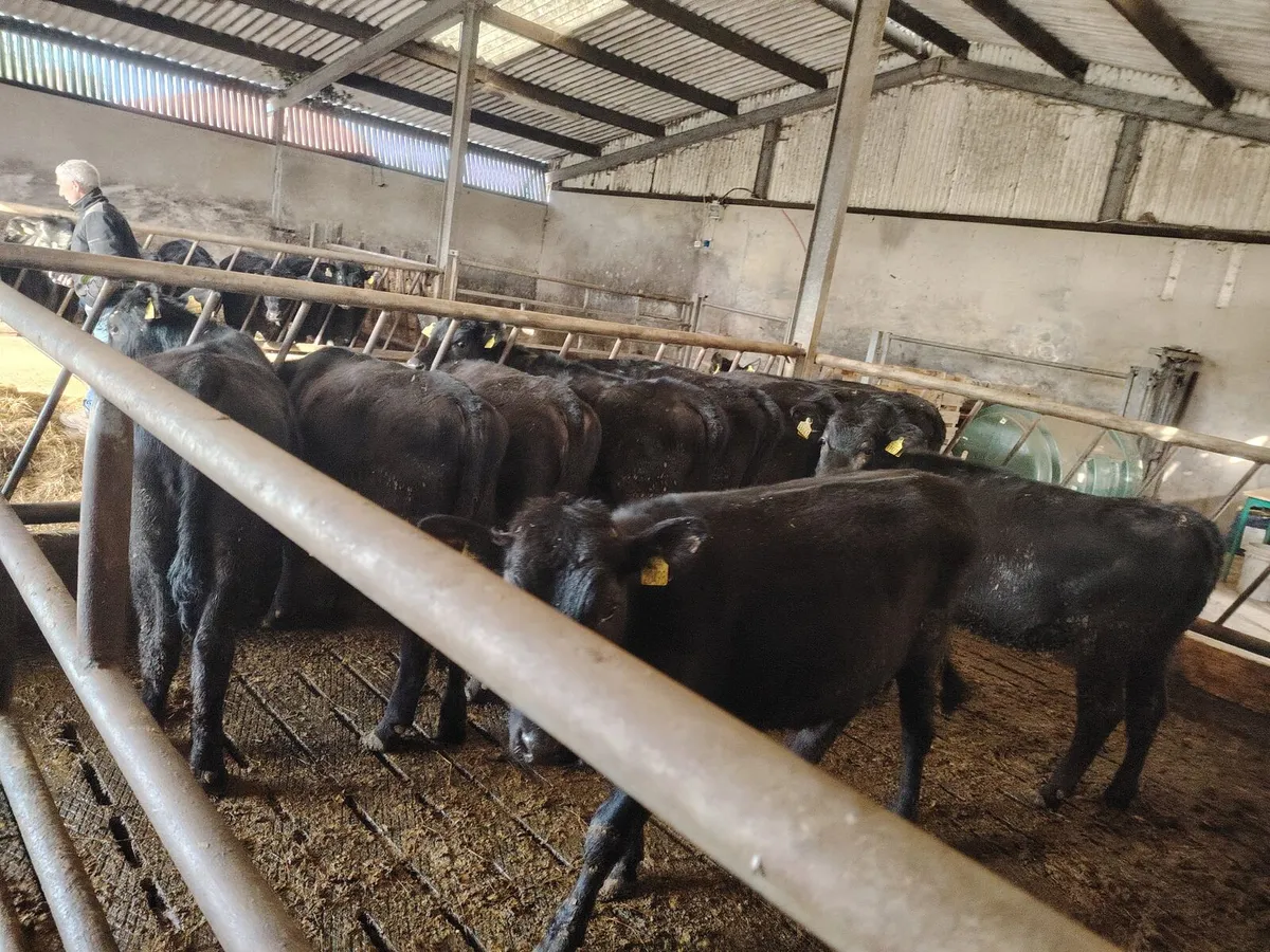 Black Aberdeen Angus - Image 4
