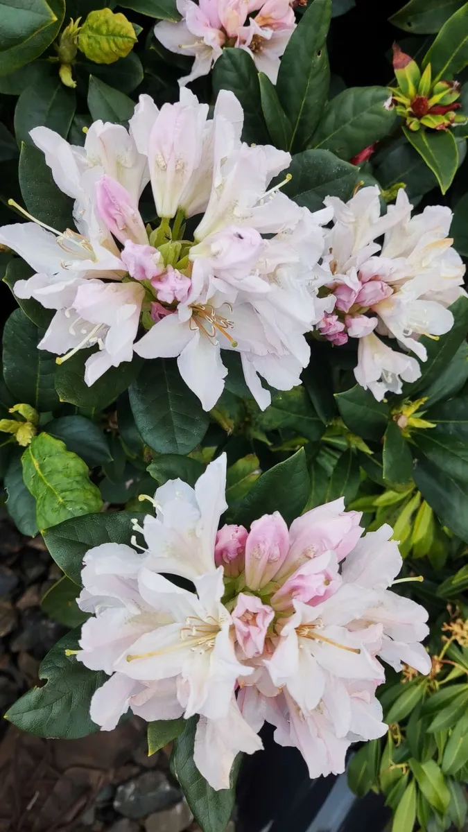 Dwarf Rhododendron  10euro 6 for 50 euro - Image 1