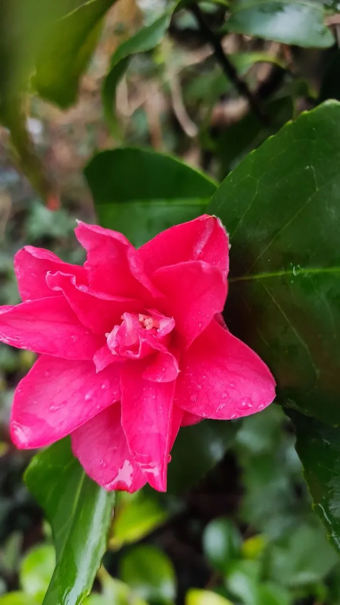 Dwarf Rhododendron  10euro 6 for 50 euro - Image 3