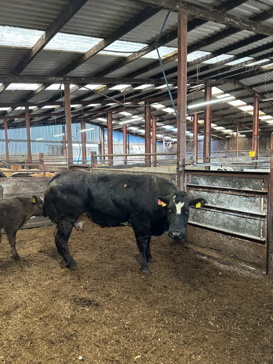 Show cow and calve - Image 2