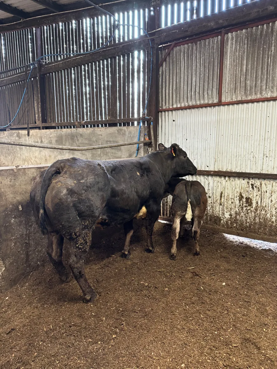 Show cow and calve - Image 3