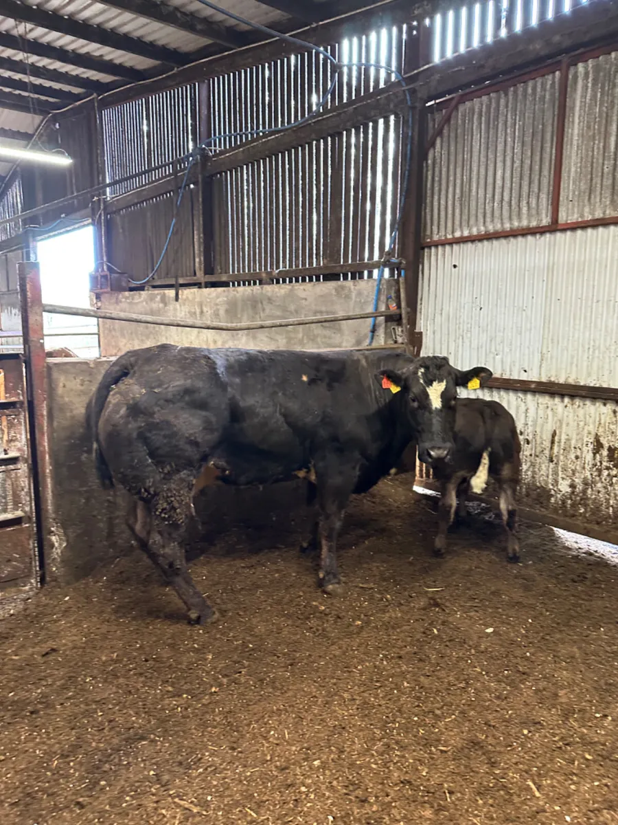 Show cow and calve - Image 4
