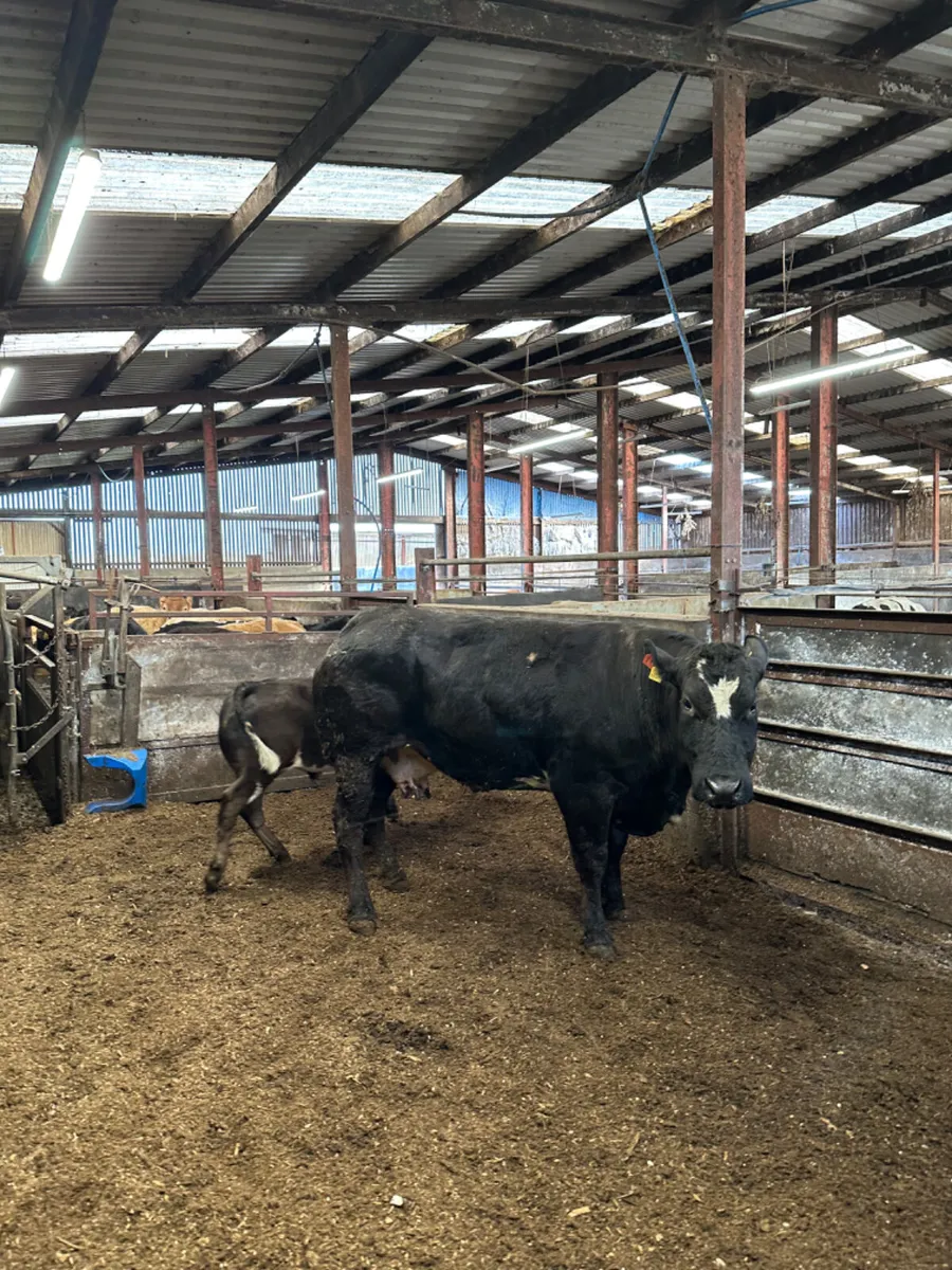 Show cow and calve - Image 1