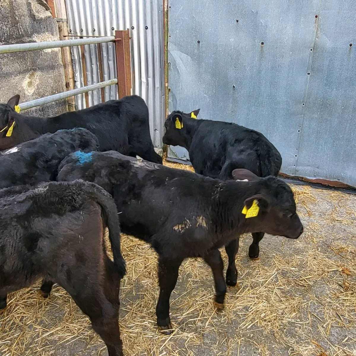 Angus and simmental   calfs - Image 1