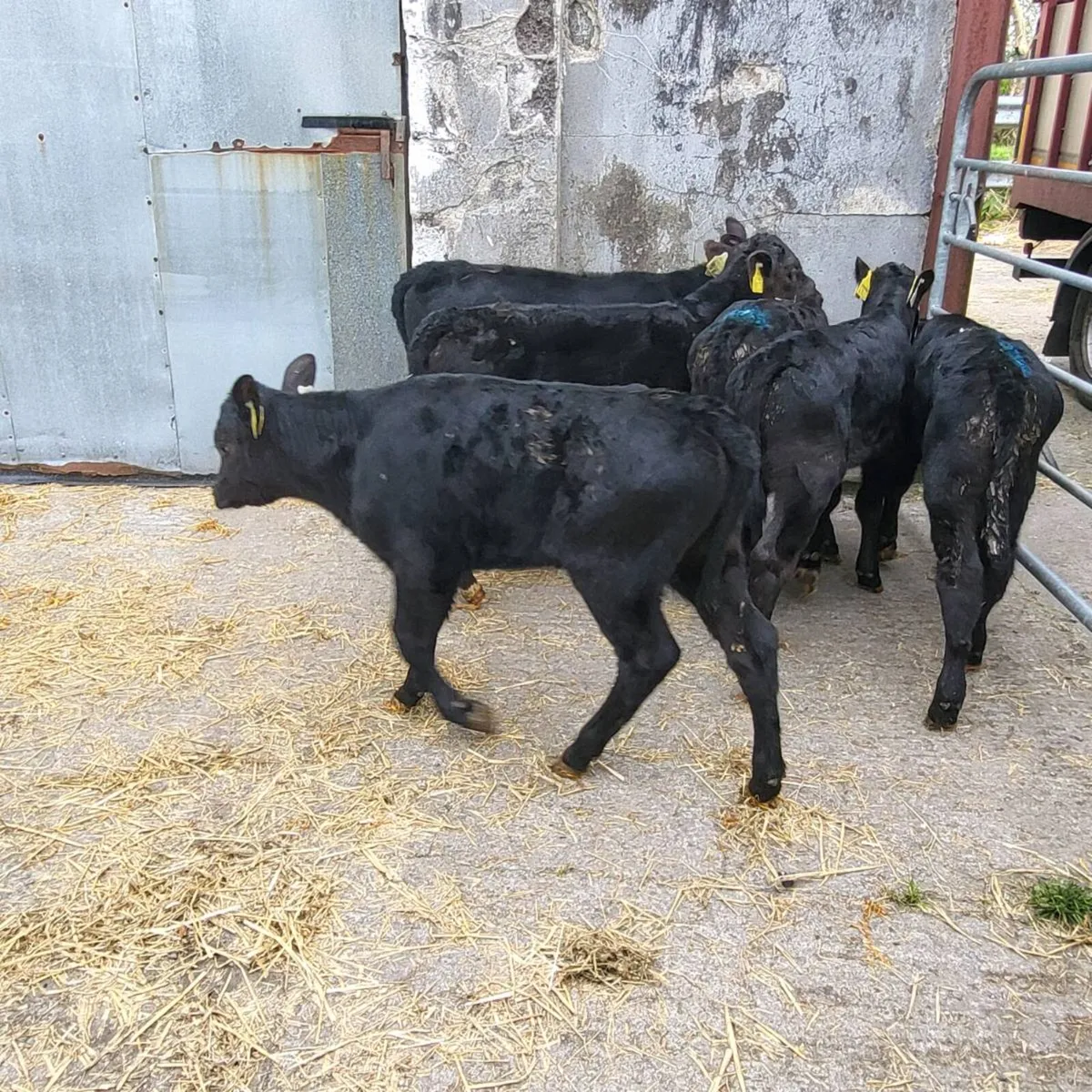 Angus and simmental   calfs - Image 2