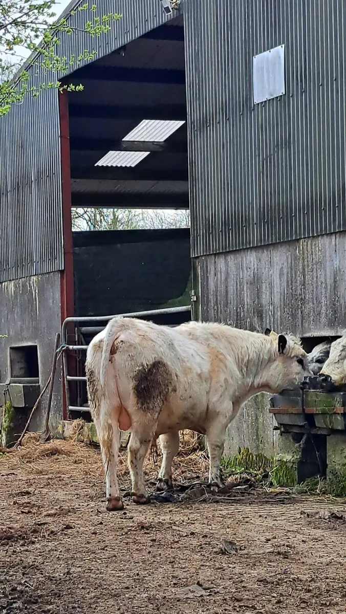 Speckle Park Bull - Image 1