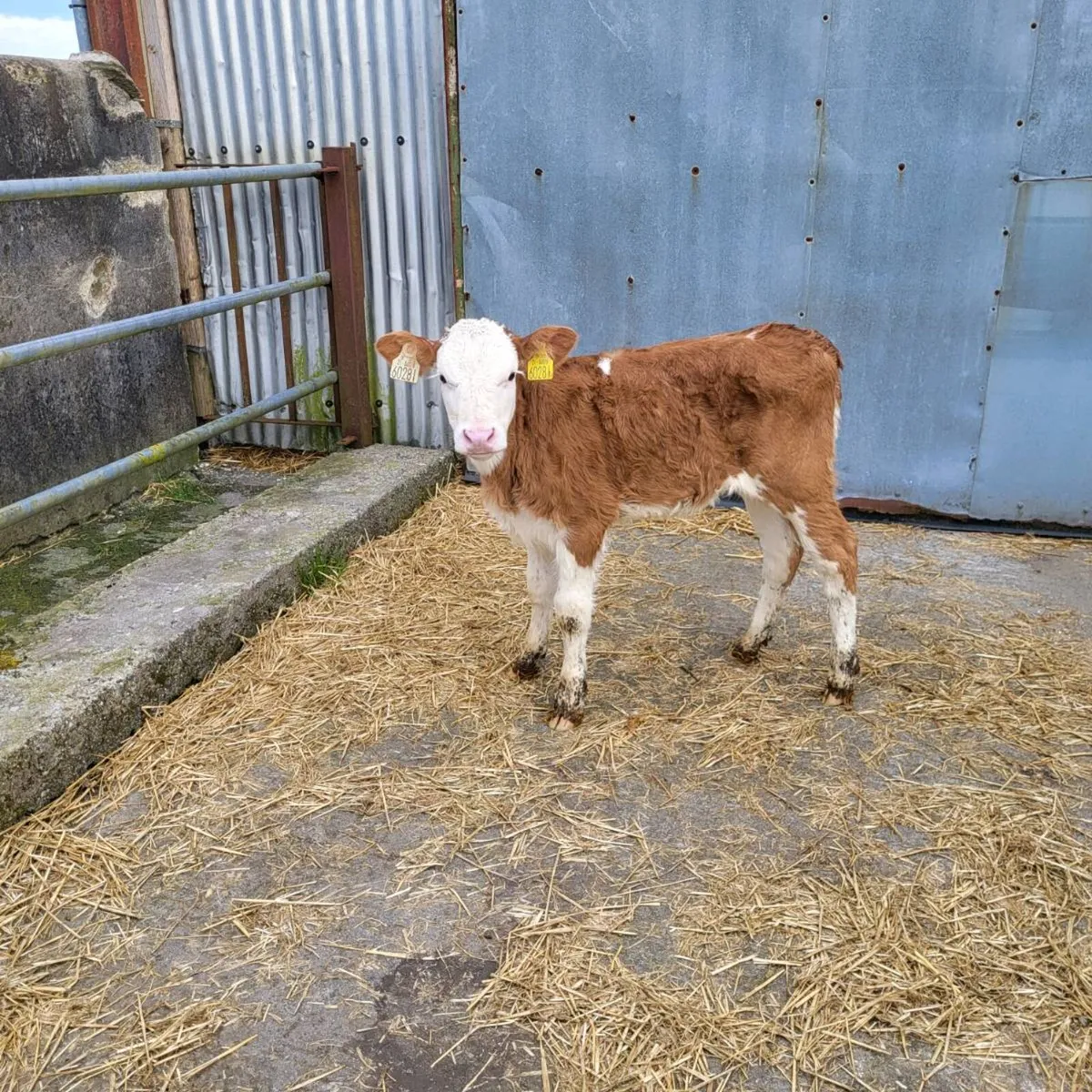 Angus and simmental   calfs - Image 3