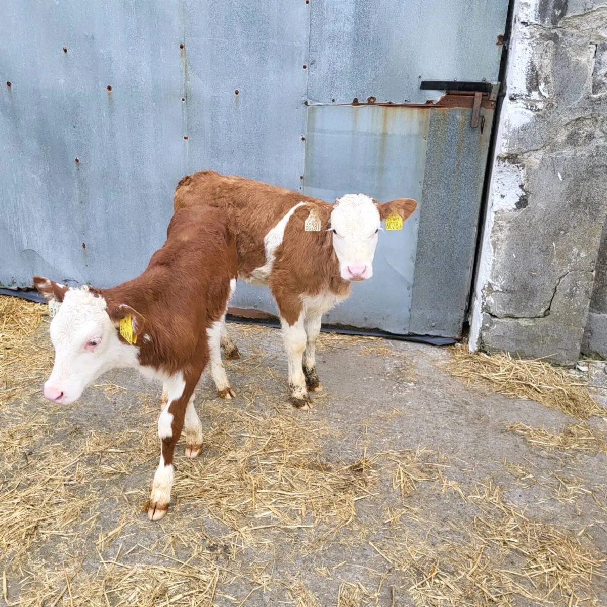 Angus and simmental   calfs - Image 4