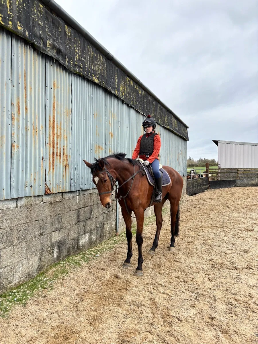 5yr old quiet tb - Image 1