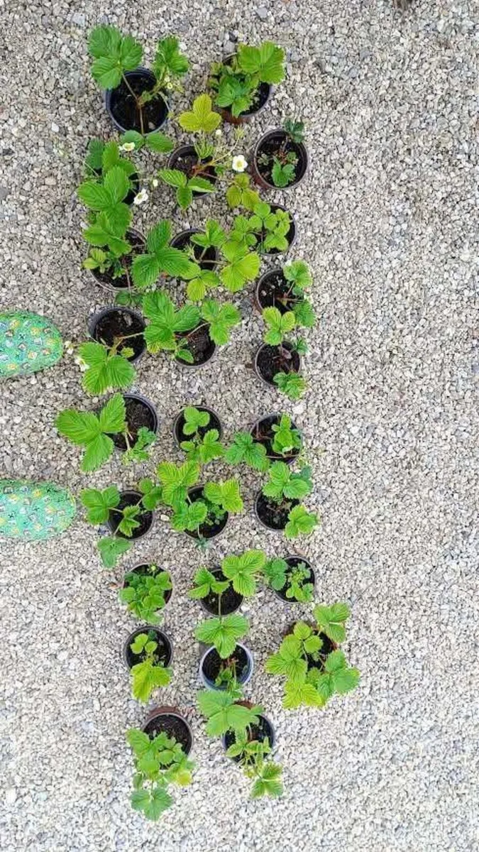 Strawberry and raspberry plants for sale - Image 2