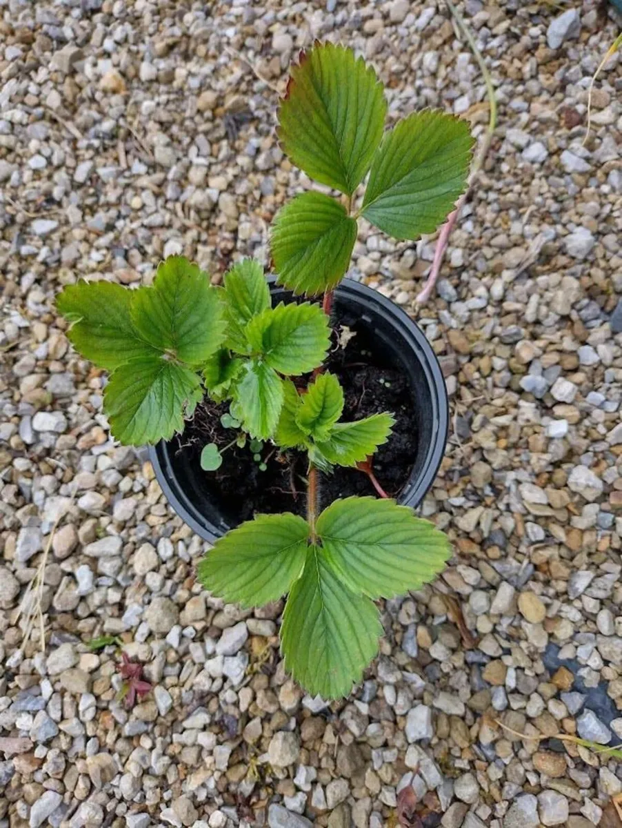 Strawberry and raspberry plants for sale - Image 3