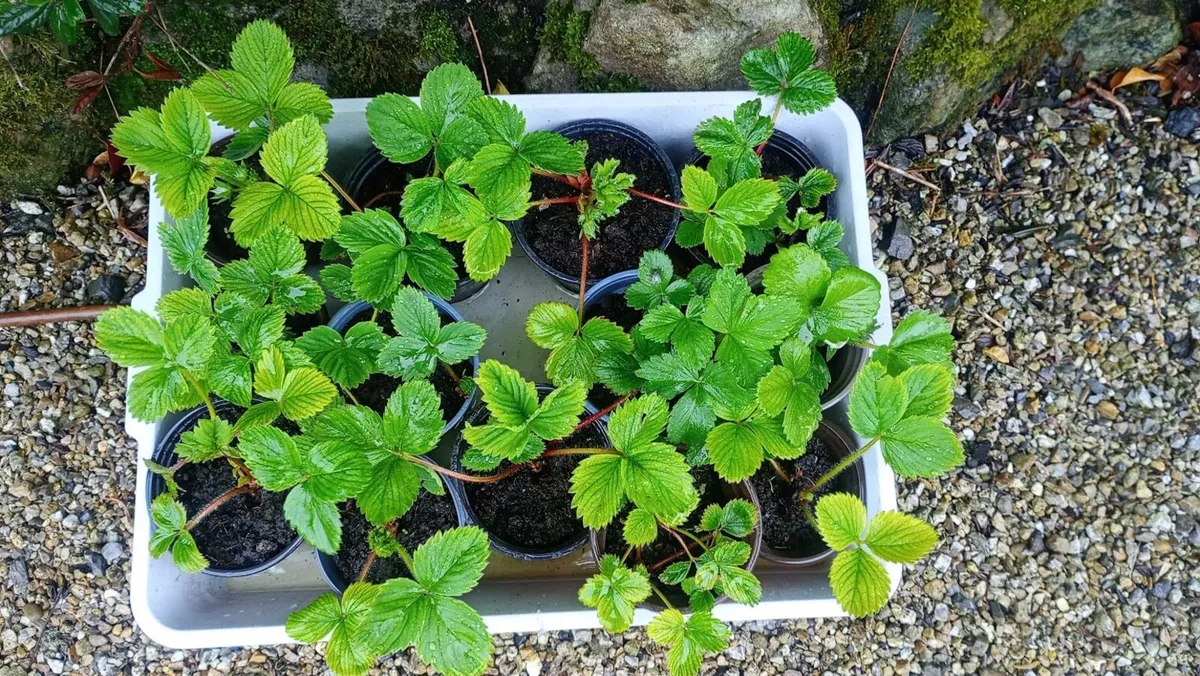 Strawberry and raspberry plants for sale - Image 4