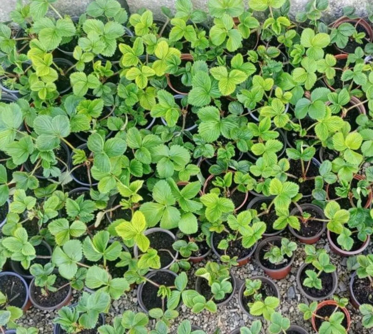 Strawberry and raspberry plants for sale - Image 1
