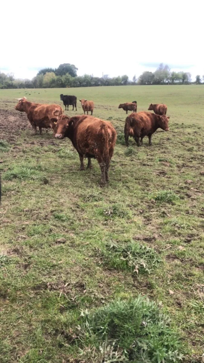 Dexter cows - Image 1