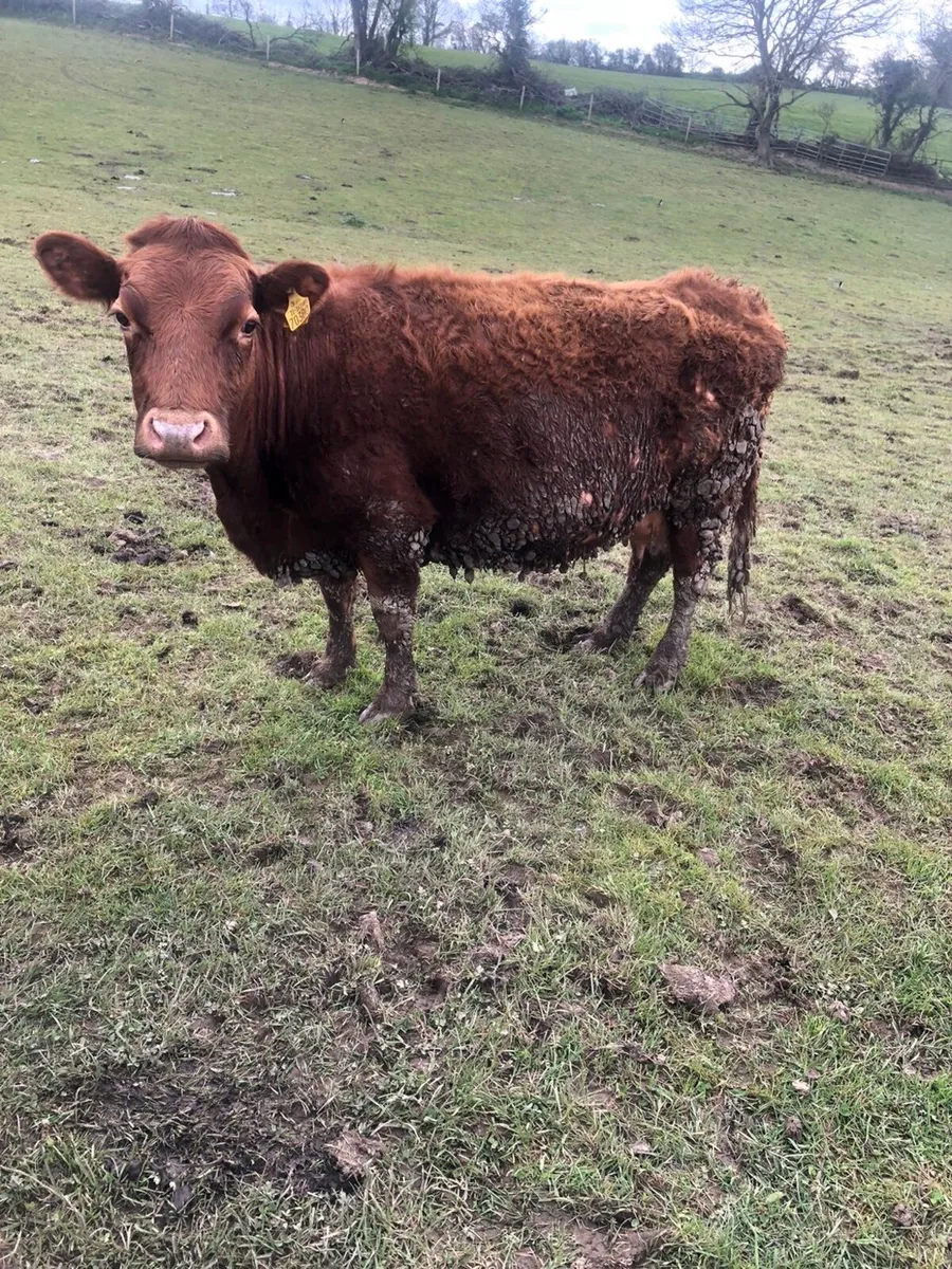 Dexter cows - Image 2