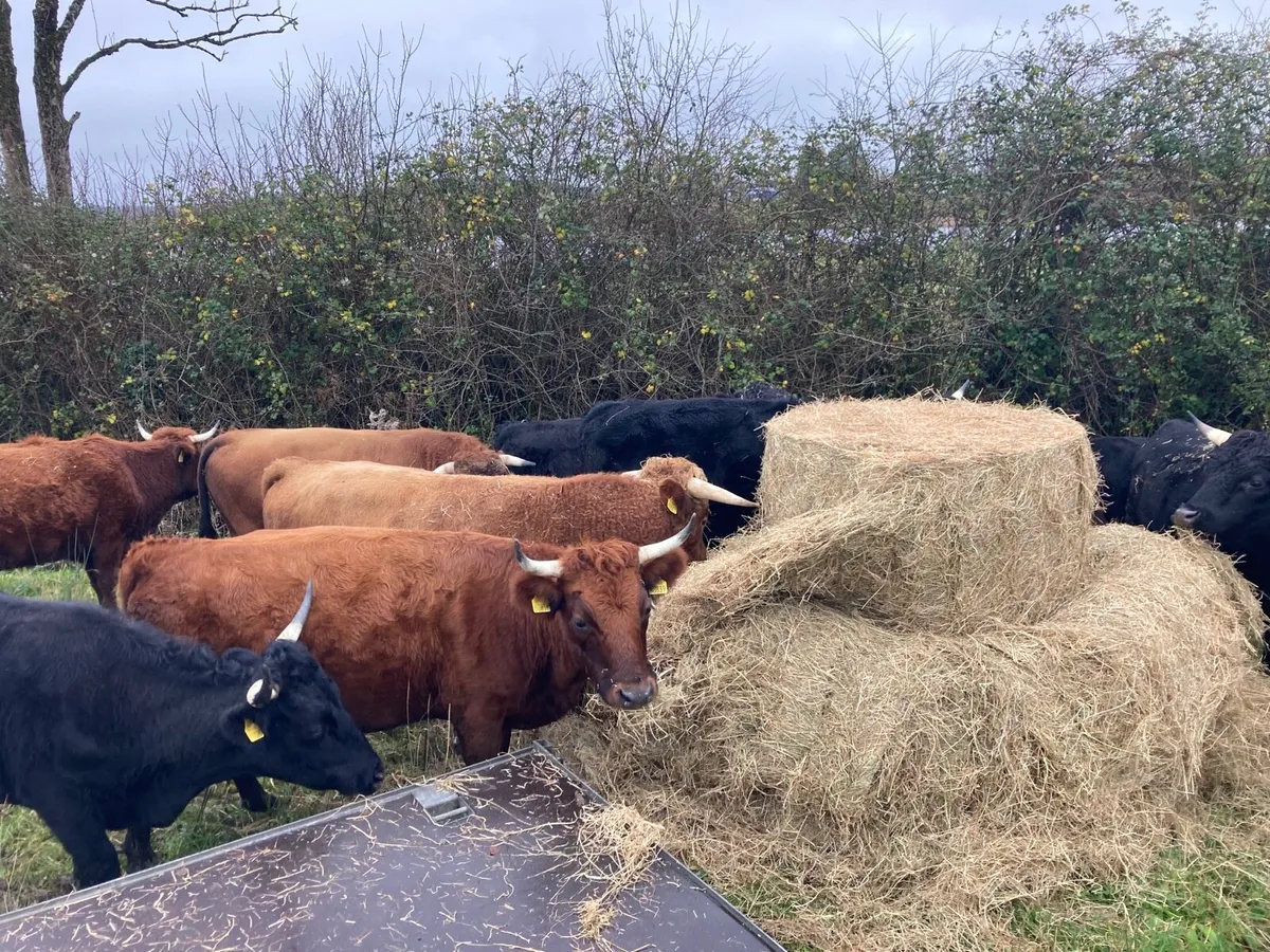 Dexter cows - Image 3