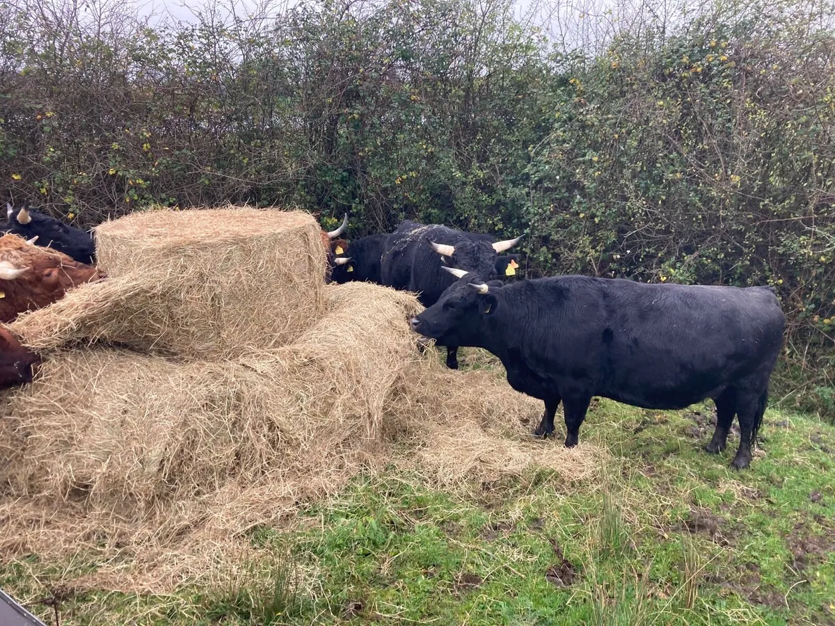 Dexter cows - Image 4