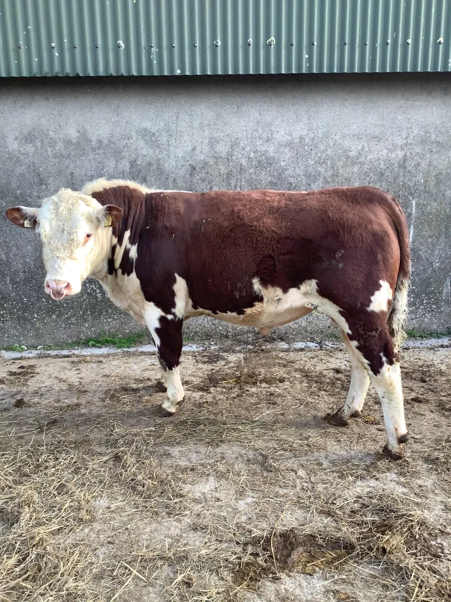 Purebred polled hereford bulls - Image 1