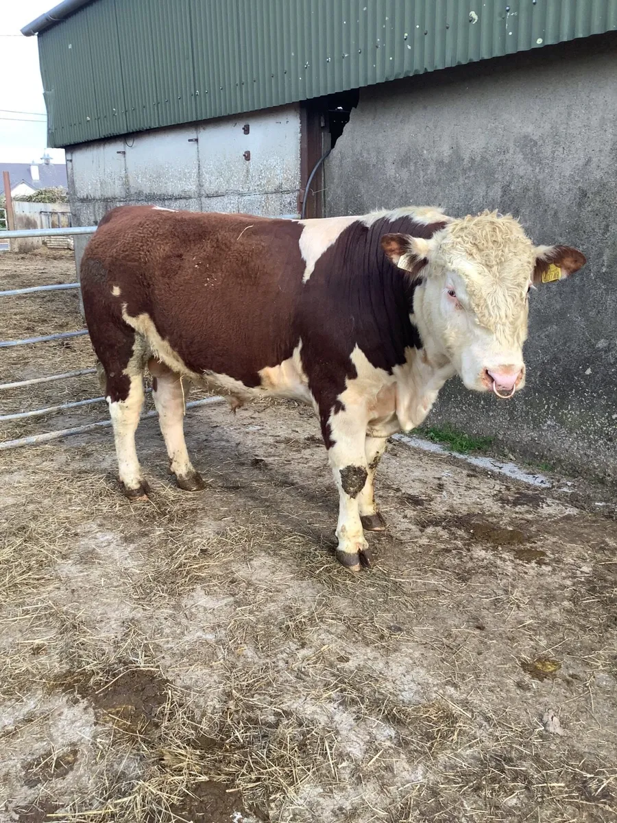 Purebred polled hereford bulls - Image 4