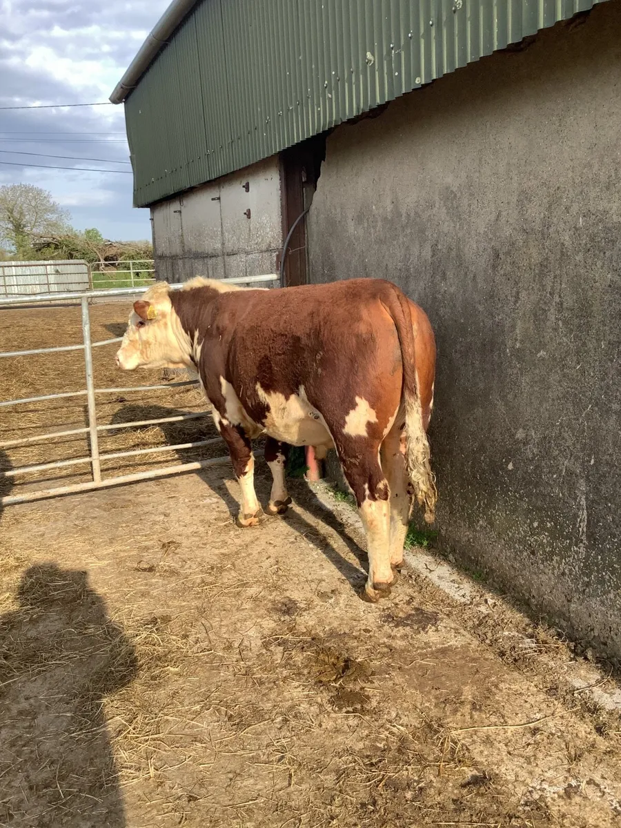 Purebred polled hereford bulls - Image 2