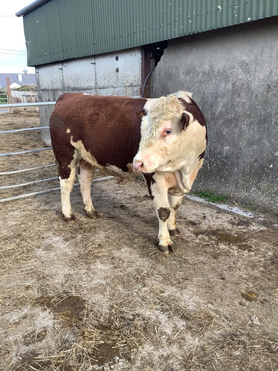 Purebred polled hereford bulls - Image 3