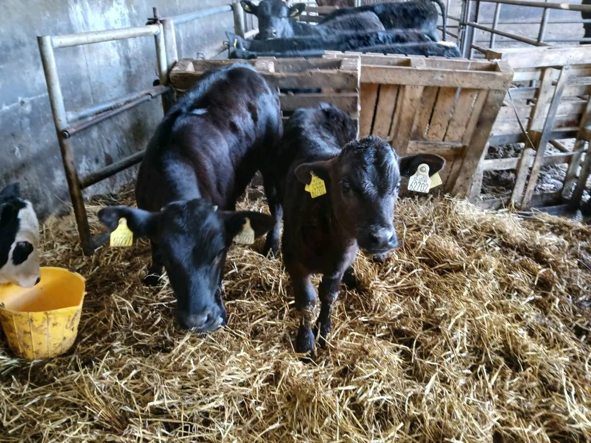5 calved heifers with calves at foot - Image 3