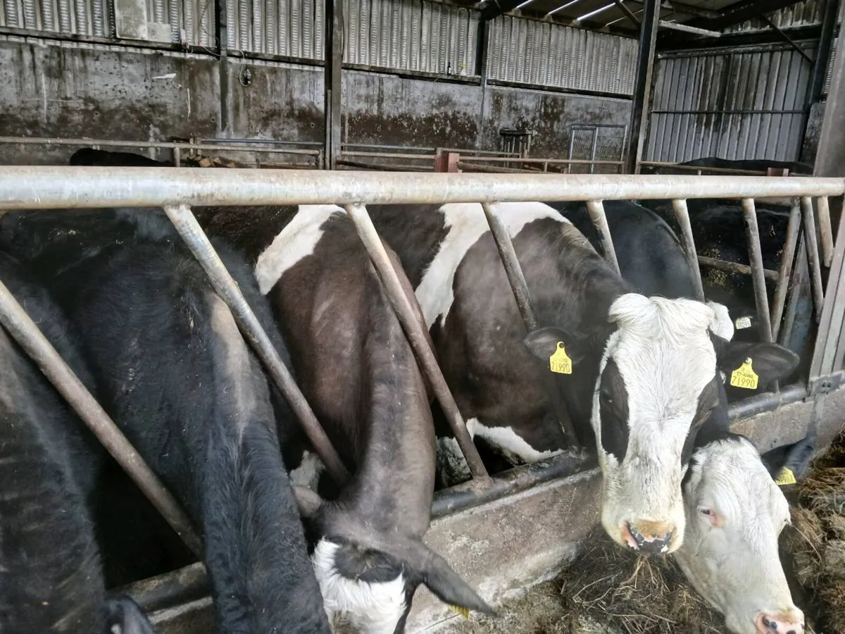 5 calved heifers with calves at foot - Image 4