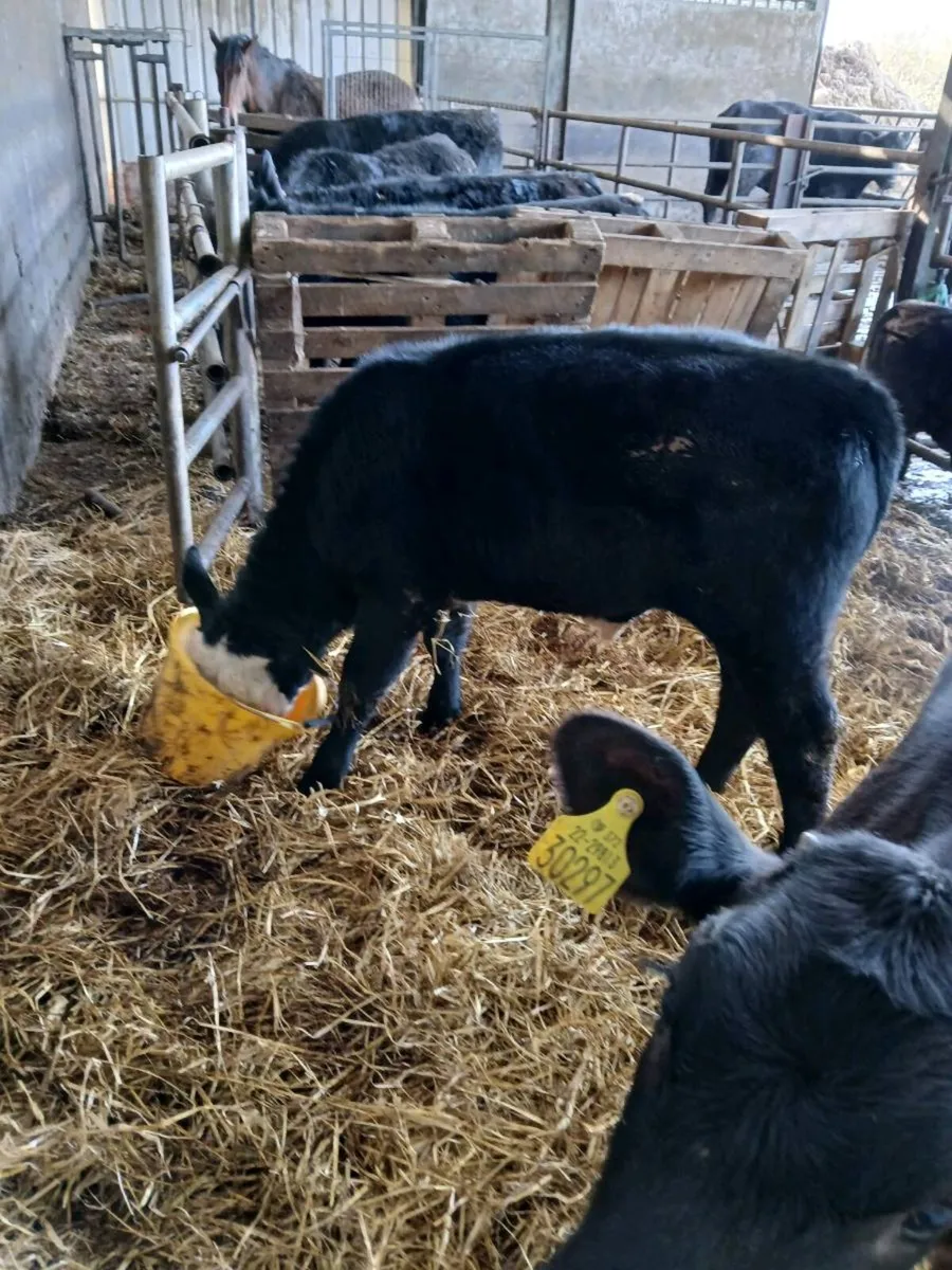 5 calved heifers with calves at foot - Image 1